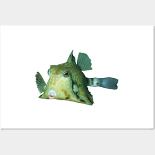 Boxfish | Cute fish to smooch | Posters and Art